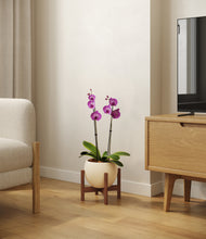 Load image into Gallery viewer, Shiny EggWhite stand:walnut