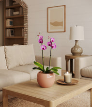 Load image into Gallery viewer, Calm Rose