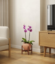 Load image into Gallery viewer, Calm Rose stand:walnut