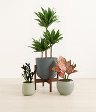 Load image into Gallery viewer, Earthy stand:one_stand