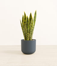 Load image into Gallery viewer, Iron Gray*****Profile