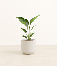 Load image into Gallery viewer, Natural Bamboo*****Profile