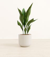 Load image into Gallery viewer, Natural Bamboo*****Profile