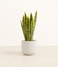 Load image into Gallery viewer, Natural Bamboo*****Profile