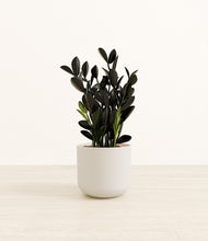 Load image into Gallery viewer, Natural Bamboo*****Profile