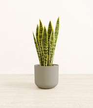 Load image into Gallery viewer, Sage Green*****Profile