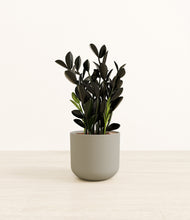 Load image into Gallery viewer, Sage Green*****Profile