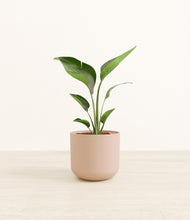 Load image into Gallery viewer, Sandy Pink*****Profile