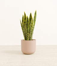 Load image into Gallery viewer, Sandy Pink*****Profile