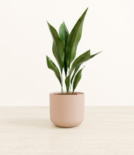 Load image into Gallery viewer, Sandy Pink*****Profile