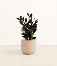 Load image into Gallery viewer, Sandy Pink*****Profile