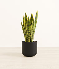 Load image into Gallery viewer, Stone Black*****Profile