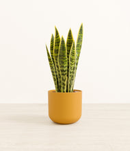 Load image into Gallery viewer, Sunset Orange*****Profile