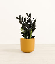 Load image into Gallery viewer, Sunset Orange*****Profile