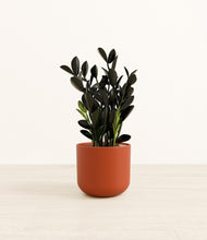 Load image into Gallery viewer, Earth Red*****Profile