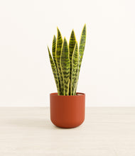 Load image into Gallery viewer, Earth Red*****Profile