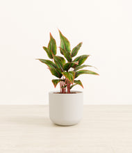 Load image into Gallery viewer, Natural Bamboo*****Profile