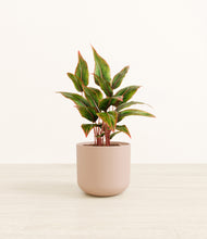 Load image into Gallery viewer, Sandy Pink*****Profile