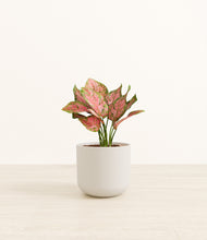 Load image into Gallery viewer, Natural Bamboo*****Profile