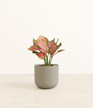 Load image into Gallery viewer, Sage Green*****Profile