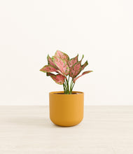 Load image into Gallery viewer, Sunset Orange*****Profile