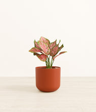 Load image into Gallery viewer, Earth Red*****Profile