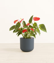 Load image into Gallery viewer, Iron Gray*****Profile