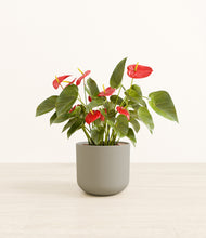 Load image into Gallery viewer, Sage Green*****Profile