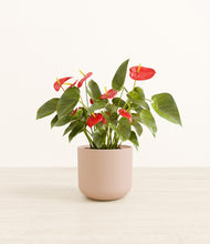 Load image into Gallery viewer, Sandy Pink*****Profile