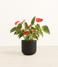 Load image into Gallery viewer, Stone Black*****Profile