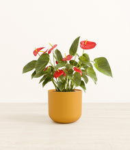 Load image into Gallery viewer, Sunset Orange*****Profile