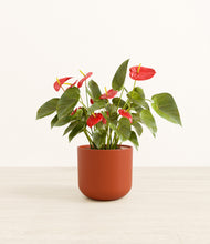 Load image into Gallery viewer, Earth Red*****Profile