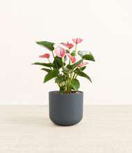 Load image into Gallery viewer, Iron Gray*****Profile