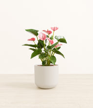 Load image into Gallery viewer, Natural Bamboo*****Profile