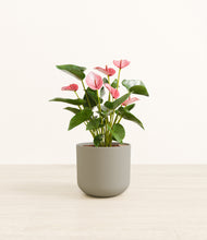 Load image into Gallery viewer, Sage Green*****Profile