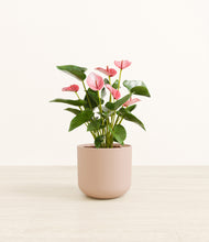 Load image into Gallery viewer, Sandy Pink*****Profile