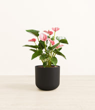 Load image into Gallery viewer, Stone Black*****Profile