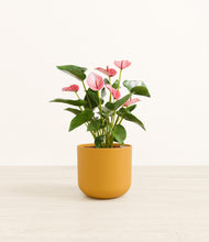 Load image into Gallery viewer, Sunset Orange*****Profile