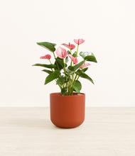 Load image into Gallery viewer, Earth Red*****Profile