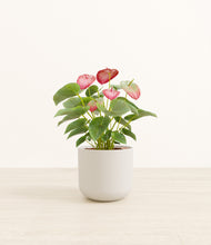 Load image into Gallery viewer, Natural Bamboo*****Profile