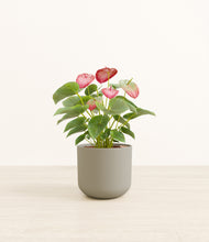 Load image into Gallery viewer, Sage Green*****Profile