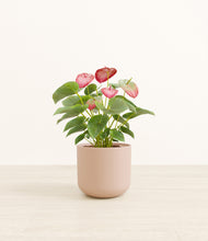 Load image into Gallery viewer, Sandy Pink*****Profile