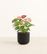 Load image into Gallery viewer, Stone Black*****Profile