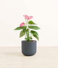 Load image into Gallery viewer, Iron Gray*****Profile