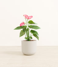 Load image into Gallery viewer, Natural Bamboo*****Profile