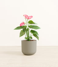 Load image into Gallery viewer, Sage Green*****Profile