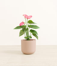 Load image into Gallery viewer, Sandy Pink*****Profile