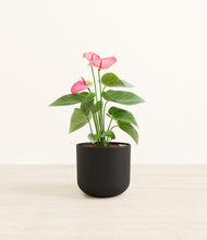 Load image into Gallery viewer, Stone Black*****Profile