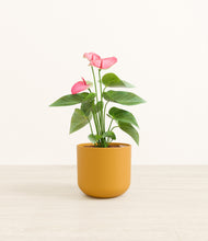 Load image into Gallery viewer, Sunset Orange*****Profile