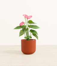 Load image into Gallery viewer, Earth Red*****Profile